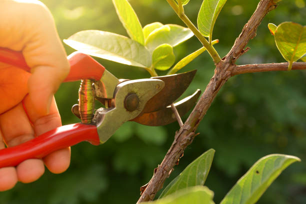 Best Commercial Tree Removal  in USA